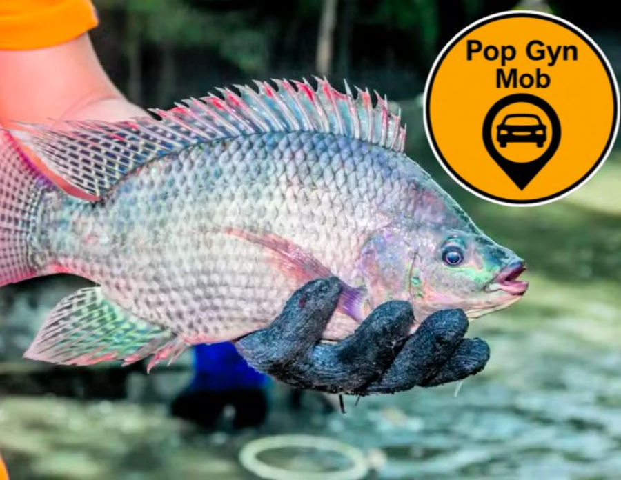 Governo Pode Restringir a Criação de Tilápia no Brasil: Entenda os Motivos