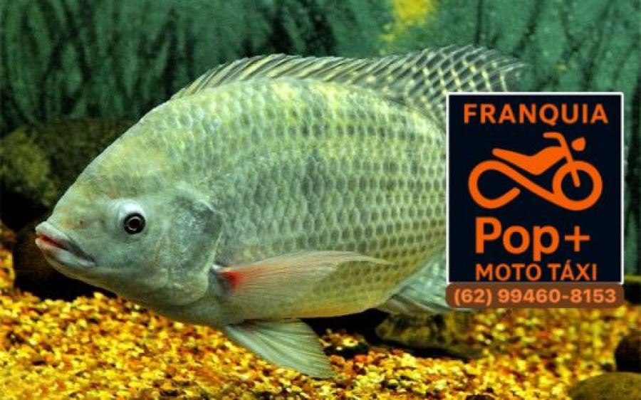 Tilápia em debate: entenda por que surgiu a polêmica sobre uma possível proibição no Brasil